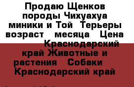 Продаю Щенков породы Чихуахуа миники и Той- Терьеры возраст 2 месяца › Цена ­ 6 000 - Краснодарский край Животные и растения » Собаки   . Краснодарский край